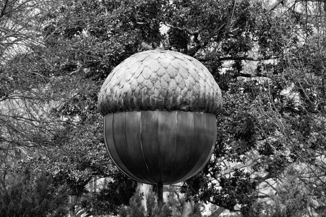 Acorn Black and White