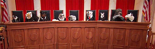 Dog Court